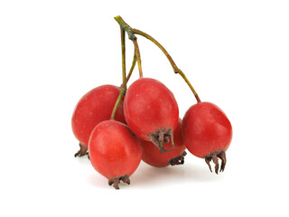 Hawthorn berries on a white background