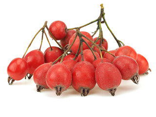 Hawthorn berries on a white background