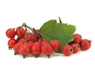 Hawthorn berries on a white background