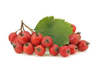 Hawthorn berries on a white background