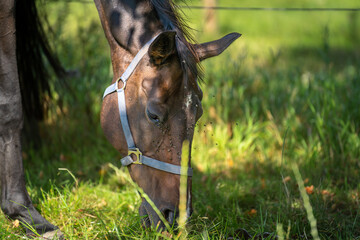 Naklejka premium Brown mare grazing in the pasture on a sunny day 