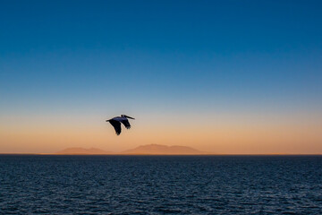 Naklejka na ściany i meble Brown pelican (Pelecanus occidentalis) in flight over the Pacific Ocean with mountains in haze at sunrise near Baja Californa Sur, Mexico.