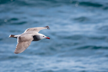 Fototapeta na wymiar Heermann's gull in flight over the ocean
