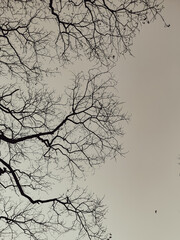 branches