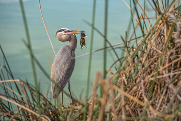 Great blue heron (Ardea cinerea) eating a gopher. Wildlife photography. 