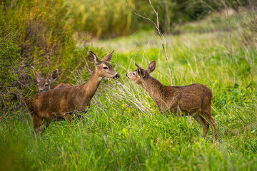 Naklejka na ściany i meble A mother deer and her baby deer in the meadow. California Mule Deer (Odocoileus hemionus californicus) graze in the meadow.