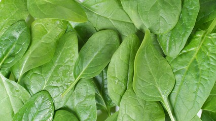 Fresh Green Spinach as Background Texture