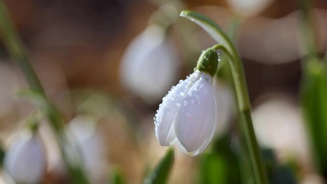 White blooming snowdrop folded or Galanthus plicatus with water drops in light breeze. Low angle. Sunshine. Sunrise. Slow motion

