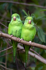 Fototapeta na wymiar A monogamous couple of Yellow-chevroned Parakeet perched on branch. Species Brotogeris chiriri. It is a typical parakeet of the Brazilian Atlantic forest. Birdwatching. birding. Parrot Valentine day.