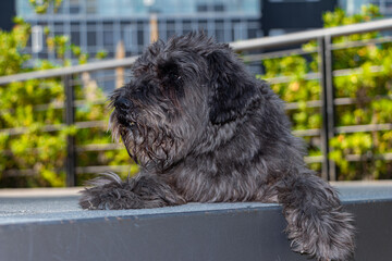 schnauzer en sesión de fotos en el parque 9