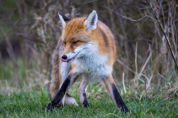 A fox closes in on some food