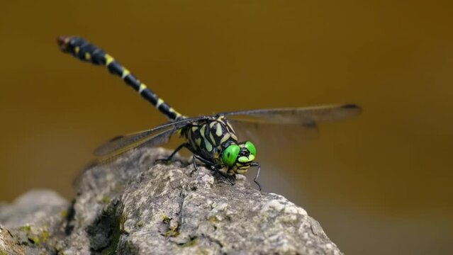Small pincertail (Onychogomphus forcipatus), dragonfly on rock in river