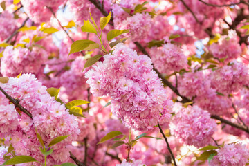pink sakura flower on blooming spring tree. nature background