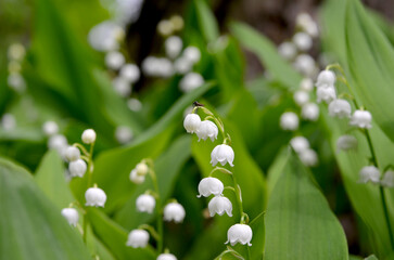 macro image of may lily of the valley in the wild
