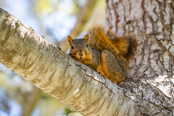 Eastern Fox Squirrel (Sciurus niger) resting on a branch. 