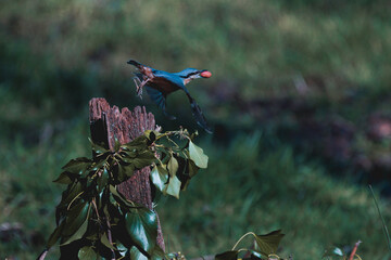 A Nut Hatch takes off in flight holding a large nut in its beak