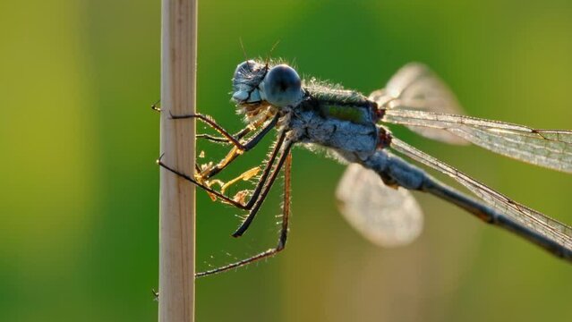 Emerald damselfly spreadwing (Lestes sponsa) feeding on prey