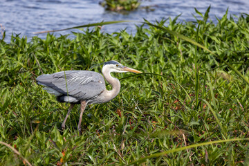 Great Blue Heron in Florida wetland