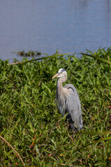 Great Blue Heron in Florida wetland