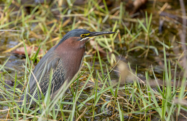 Green Heron looking for food in a Florida wetland.