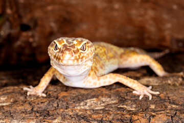 Gecko closeup on rocks