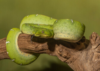 Emerald Tree Boa
