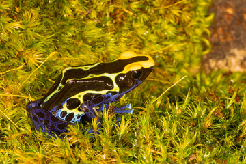 Cobalt Blue Poison Dart frog