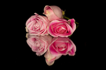 Pink roses on mirror