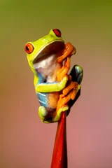 Gordijnen Red-eyed Green tree frog on flower © Dennis Donohue