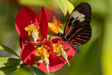 Fototapeta premium Butterfly on flower