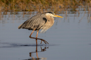 Great Blue Heron in Florida wetland