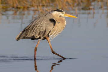 Great Blue Heron in Florida wetland
