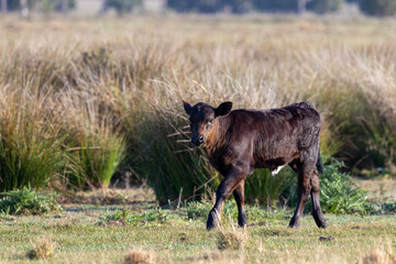 Cattle on central Florida farm