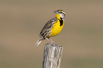 eastern meadowlark (Sturnella magna)