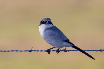 Loggerhead Shrike on fence line in Florida
