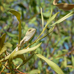 Yellow chameleon sits on a tree branch with proud and arrogant look