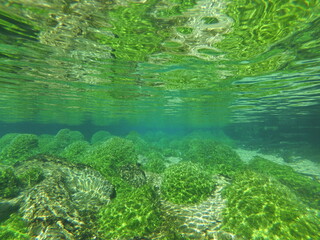 algae in silver river