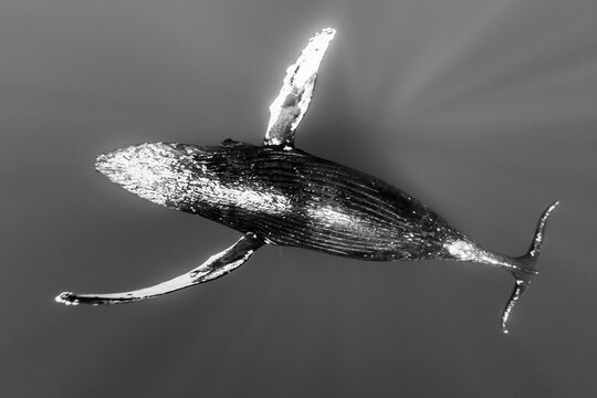 Underwater Photo, Humpback Whale (Megaptera novaeangliae) rising from the depths, Maui, Hawaii