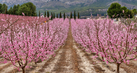Panoramic view of the flowering in Cieza. Various fruit trees in bloom, mainly the peach tree....