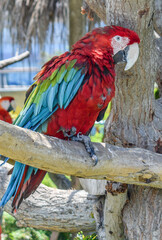 red and blue macaw