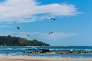 seagulls on the beach