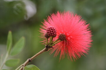 red flower of a thistle