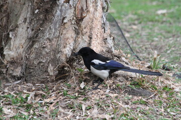blue, black and white, Taiwan Blue Magpie