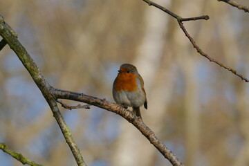 Obraz premium robin on a branch