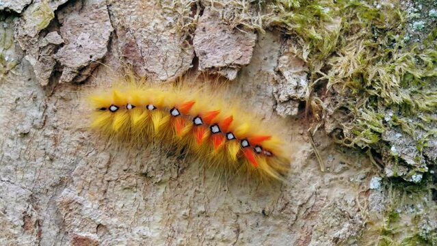 Sycamore moth (Acronicta aceris) caterpillar crawling on tree bark