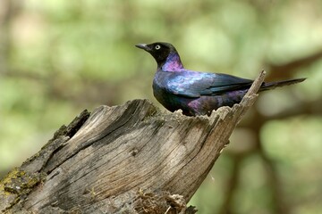 Ein Schweifglanzstar (Lamprotornis purpuropterus) auf einem Ast, Äthiopien.