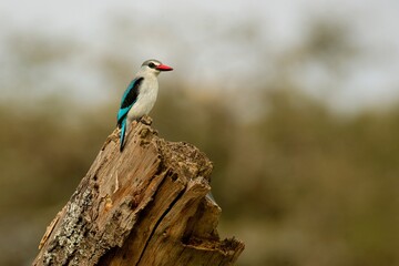 Ein Senegalliest (Halcyon senegalensis) in Äthiopien.