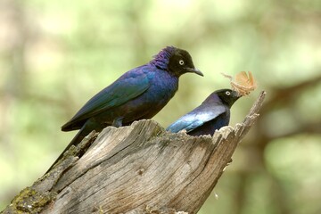 Schweifglanzstare (Lamprotornis purpuropterus) auf einem Ast, Äthiopien.