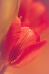 Obraz na płótnie Canvas Tulipany