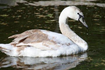 White swan close-up. Soft focus.